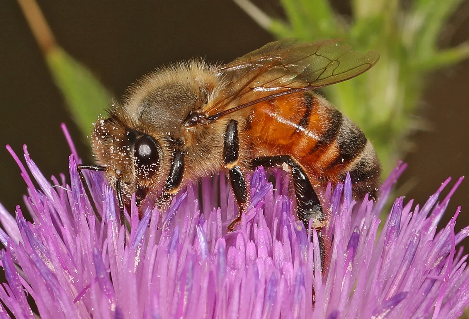 A western honey bee feeding on a thistle flower at Manassas National Battlefield Park.
