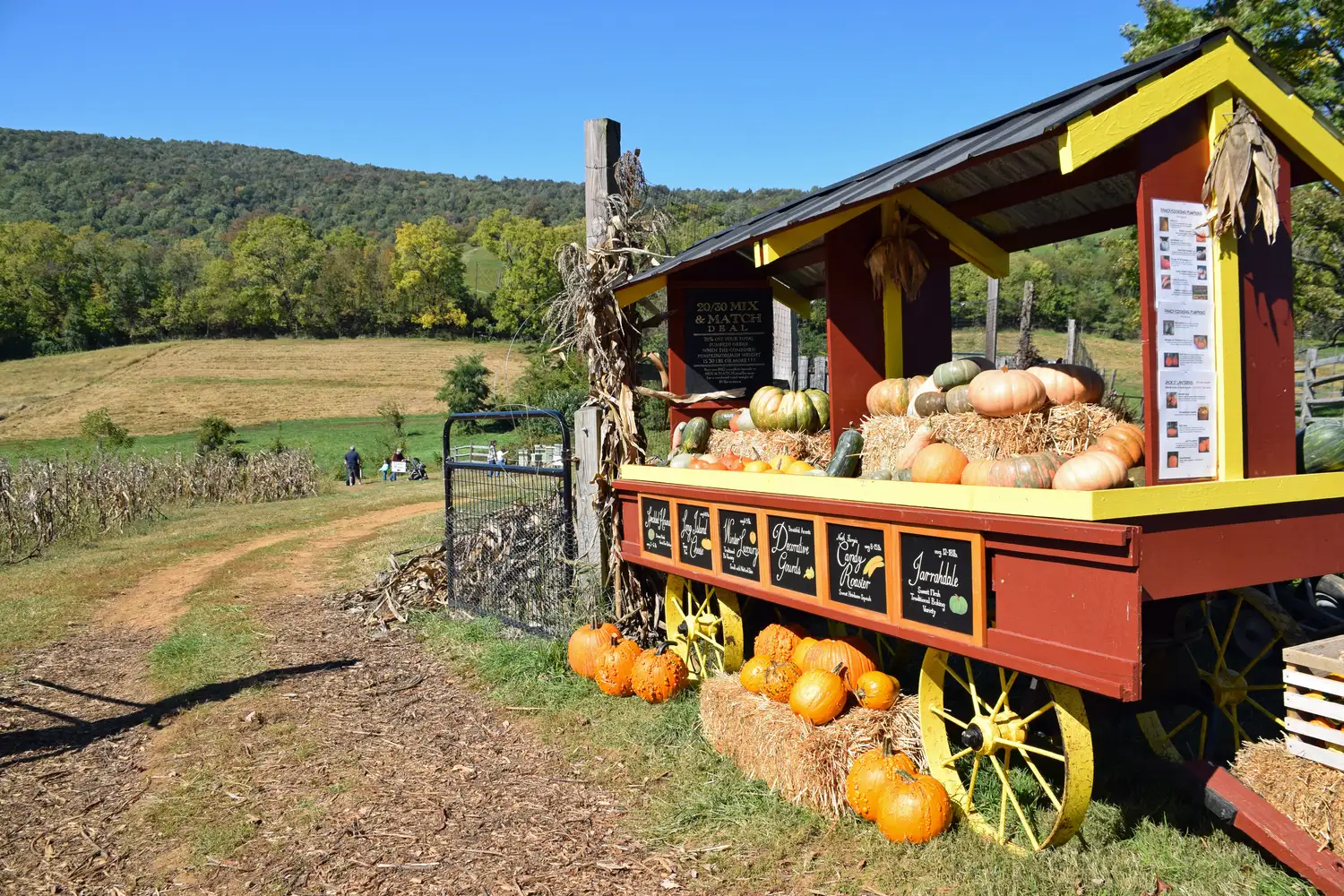 Pumpkins piled for picking at a Northern Virginia fall farm festival at Sky Meadows State Park.