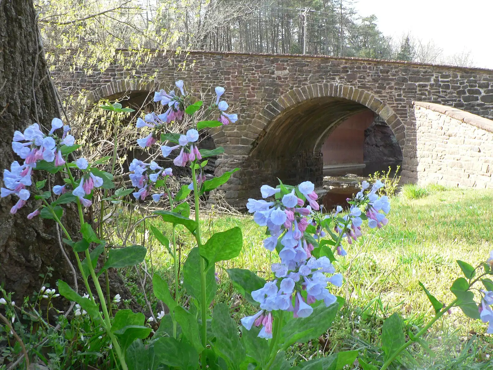 Wildflowers in front of the Stone Bridge over Bull Run at Manassas National Battlefield Park.